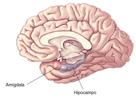 Destaque da amígdala e hipocampo na vista medial do lobo temporal após secção sagital do encéfalo