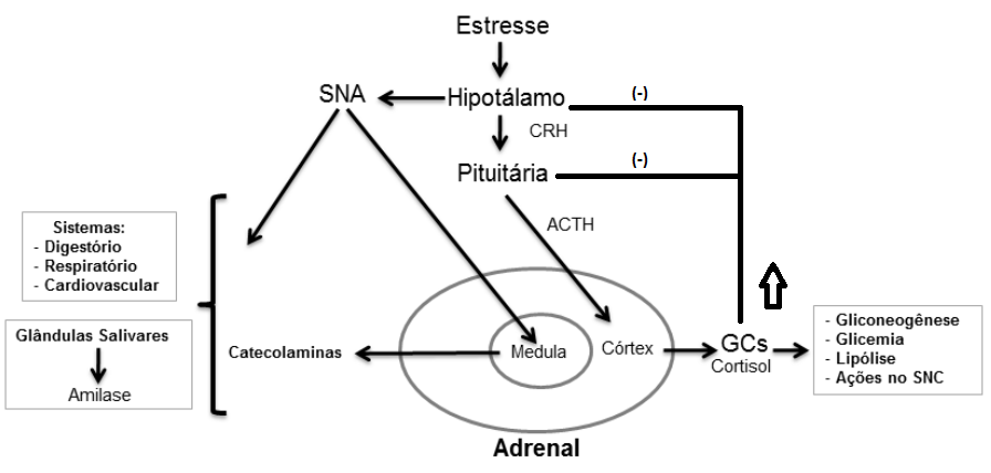 Estimulação do eixo hipotálamo-hipófise-adrenal (HHA) e sistema nervoso autônomo em uma situação de estresse