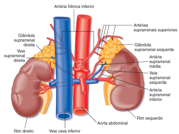 Relação das glândulas adrenais com os rins