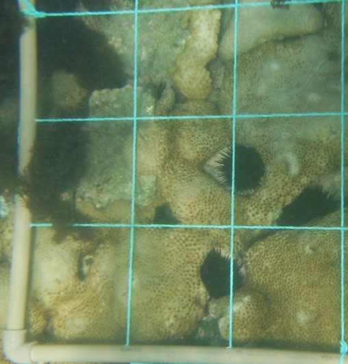 Quadrats utilizado para aquisição das fotos subaquáticas dos cnidários bentônicos na Praia do Forno em Arraial do Cabo/RJ