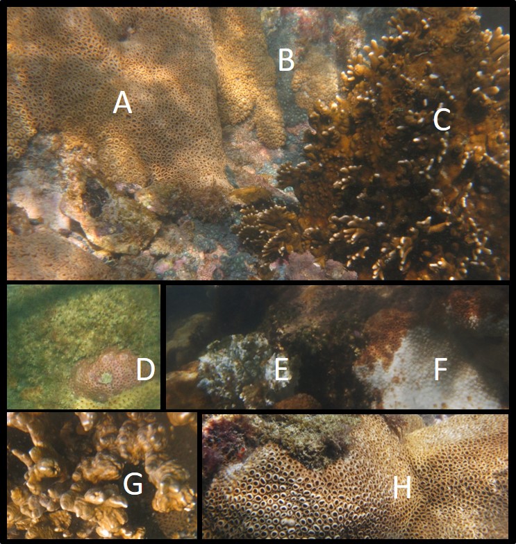 Espécies de cnidários bentônicos analisadas na Praia do Forno, Arraial do Cabo/RJ. A - Palythoa caribaeorum; B -Zoanthus sp; C - Millepora alcicornis; D - Siderastrea stellata; E - Millepora alcicornis com branqueamento forte; F - Palythoa caribaeorum com branqueamento forte; G - Millepora alcicornis com branqueamento fraco; H - Palythoa caribaeorum com branqueamento fraco.