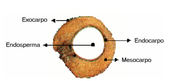 Estrutura do coco verde
