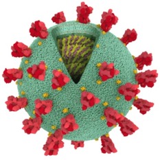 SARS-CoV-2, coronavírus