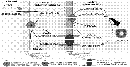 Mecanismo de ação da carnitina